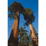 TWIN REDWOODS poster